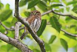 Ferruginous Pygmy-Owlborder=